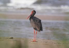 Attēlu rezultāti vaicājumam “Ciconia nigra”