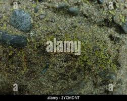 Attēlu rezultāti vaicājumam “Pohlia annotina”