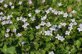 Attēlu rezultāti vaicājumam “Veronica filiformis flower”