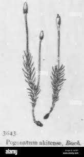 Attēlu rezultāti vaicājumam “Pogonatum dentatum macro”