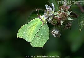 Attēlu rezultāti vaicājumam “Gonepteryx rhamni female”