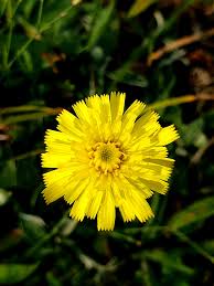 Image result for Hieracium pilosella