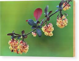 Attēlu rezultāti vaicājumam “Berberis thunbergii flower”
