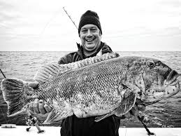 Image result for Tautoga onitis