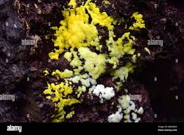 Attēlu rezultāti vaicājumam “Leucogyrophana mollusca”