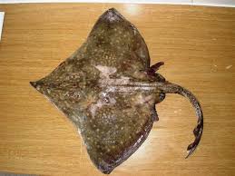 Image result for Dipturus batis