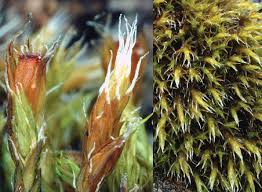 Attēlu rezultāti vaicājumam “Schistidium robustum”