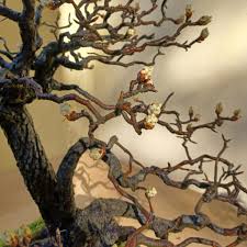 Attēlu rezultāti vaicājumam “Pyrus communis bud”