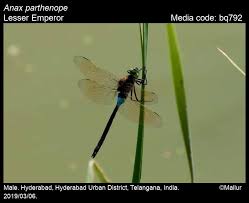 Attēlu rezultāti vaicājumam “Anax parthenope”