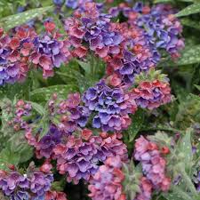 Image result for Pulmonaria Silverado