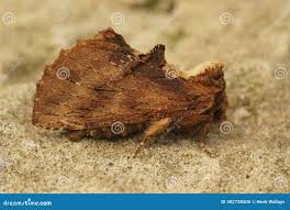 Attēlu rezultāti vaicājumam “Ptilodon capucina imago”