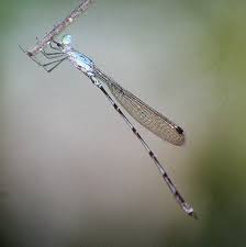 Attēlu rezultāti vaicājumam “Coenagrionidae”