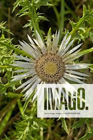 Image result for Silberdistel