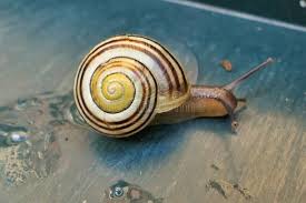 Attēlu rezultāti vaicājumam “Cepaea hortensis”