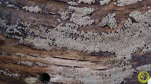 Attēlu rezultāti vaicājumam “Merismodes anomala”