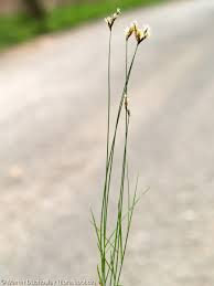 Attēlu rezultāti vaicājumam “Carex praecox”