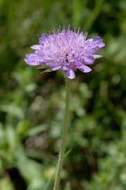 Image result for Knautia dipsacifolia
