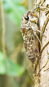 Attēlu rezultāti vaicājumam “Auchenorrhyncha”