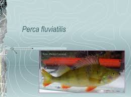 Attēlu rezultāti vaicājumam “Perca fluviatilis”