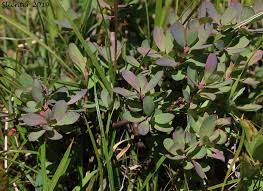 Attēlu rezultāti vaicājumam “Vaccinium uliginosum leaf”