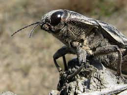 Attēlu rezultāti vaicājumam “Chalcophora mariana”