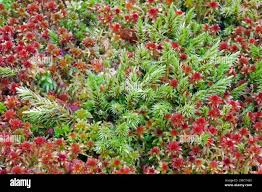 Attēlu rezultāti vaicājumam “Aulacomnium palustre”