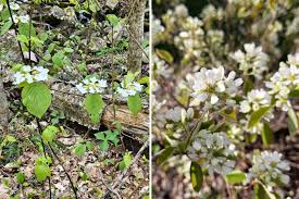 Attēlu rezultāti vaicājumam “Amelanchier spicata flower”