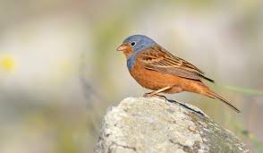 Image result for Emberiza caesia