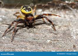 Attēlu rezultāti vaicājumam “Diderma globosum macro”