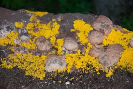 Attēlu rezultāti vaicājumam “Physarum ovisporum”