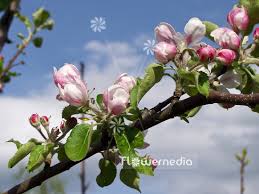 Attēlu rezultāti vaicājumam “Malus domestica flower”
