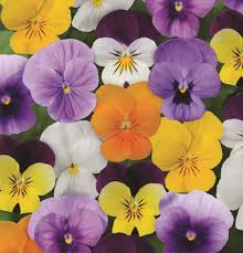 Image result for Hornveilchen