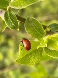 Attēlu rezultāti vaicājumam “Gonioctena viminalis”