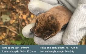 Attēlu rezultāti vaicājumam “Nyctalus leisleri”