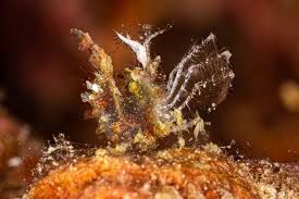 Attēlu rezultāti vaicājumam “Hemitrichia sordivesiculosa macro”