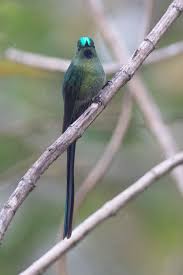 Attēlu rezultāti vaicājumam “Lycogala asperum sessile”