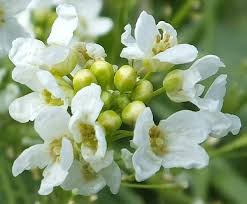 Attēlu rezultāti vaicājumam “Armoracia rusticana”