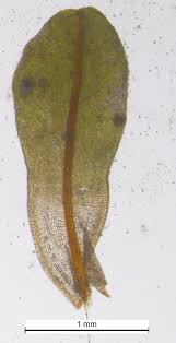 Attēlu rezultāti vaicājumam “Syntrichia latifolia”