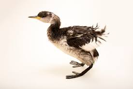 Attēlu rezultāti vaicājumam “Podiceps grisegena”