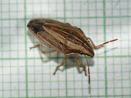 Attēlu rezultāti vaicājumam “Aelia acuminata”