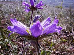 Image result for Campanula lingulata
