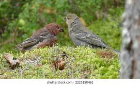 Attēlu rezultāti vaicājumam “Pinicola enucleator adult”