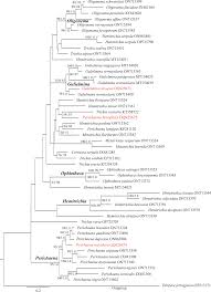 Attēlu rezultāti vaicājumam “Gulielmina vermicularis macro”
