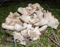 Attēlu rezultāti vaicājumam “Polyporus”