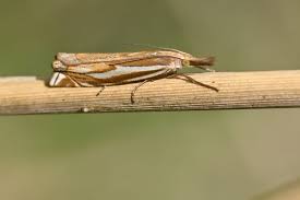 Attēlu rezultāti vaicājumam “Crambus pratella”