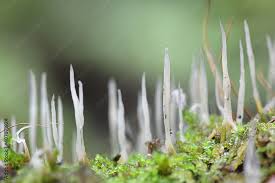 Attēlu rezultāti vaicājumam “Eocronartium muscicola”