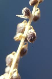 Attēlu rezultāti vaicājumam “Melilotus albus fruit”