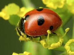 Attēlu rezultāti vaicājumam “Coccinella quinquepunctata”
