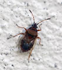 Attēlu rezultāti vaicājumam “Kleidocerys resedae”