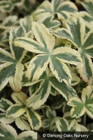 Attēlu rezultāti vaicājumam “Astrantia major leaf”